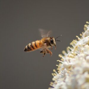 yellow and black bee on white flowers