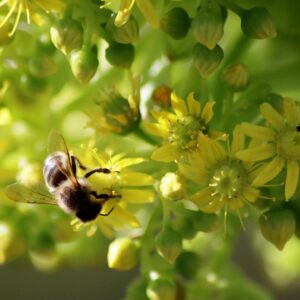 A bee is sitting on a yellow flower