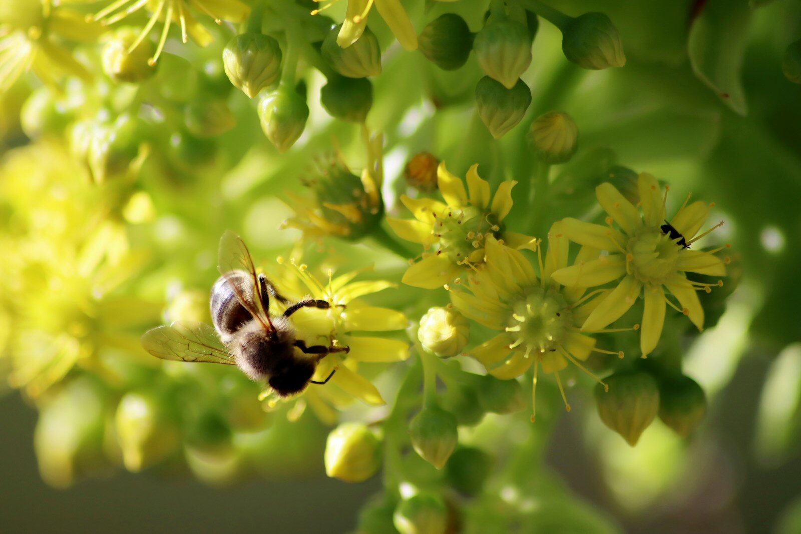A bee is sitting on a yellow flower